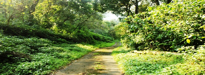 1949/Deshadan Mountain Resort -  Munnar 12.jpg